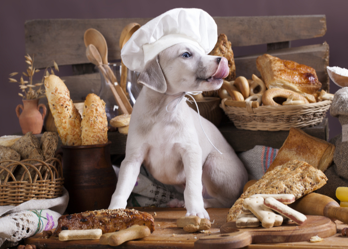 Choosing Grains for Your Dog