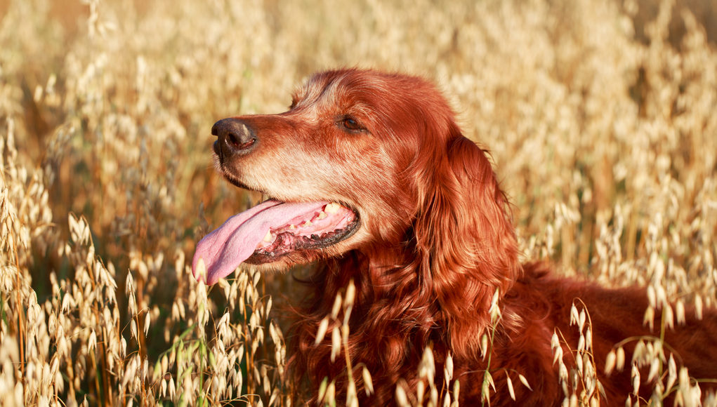 Different Kinds of Grains for Your Dog to Eat