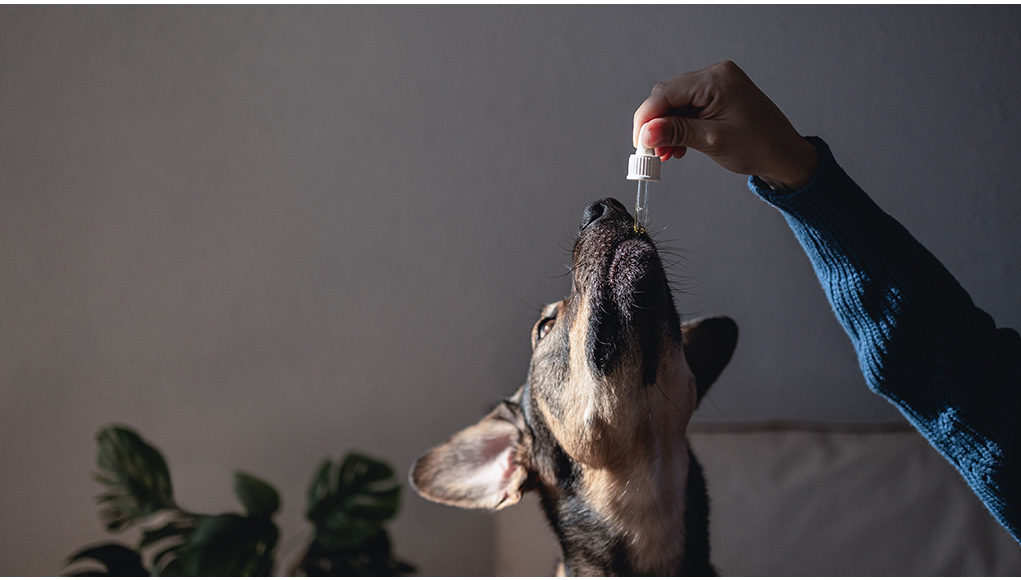 Dog CBD Interaction With Other Medication