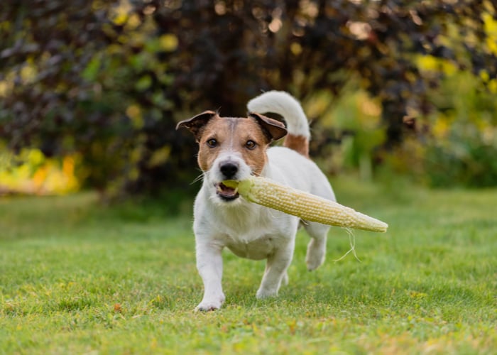 Dog Eating Grains