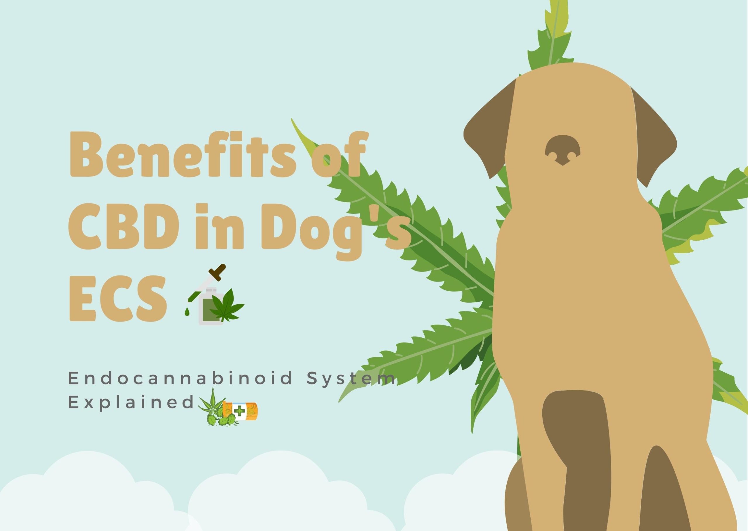 Effects of CBD in Dog's ECS