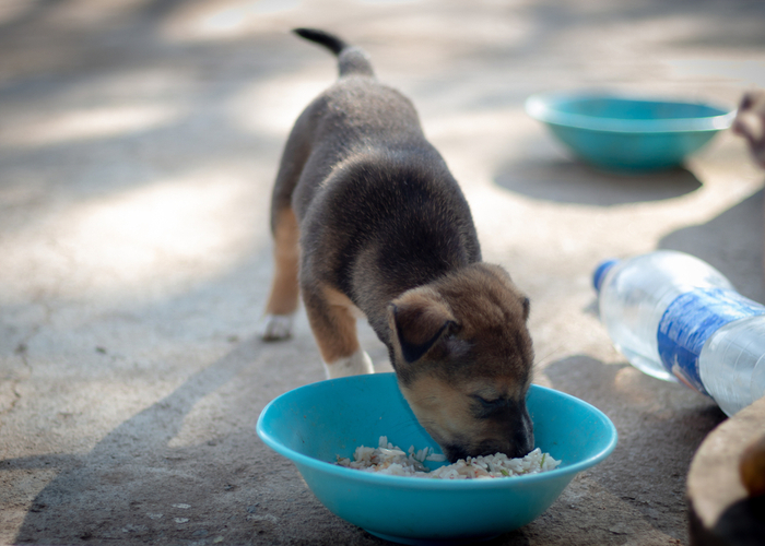 Factors to Consider When Feeding Rice to Your Dog