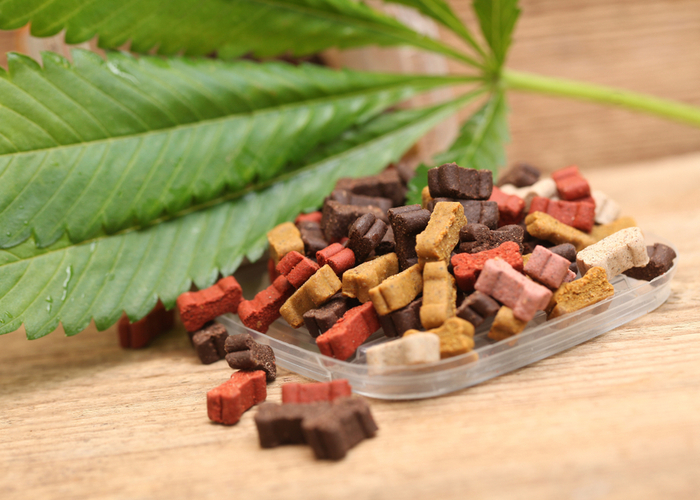 Giving CBD Dog Treats