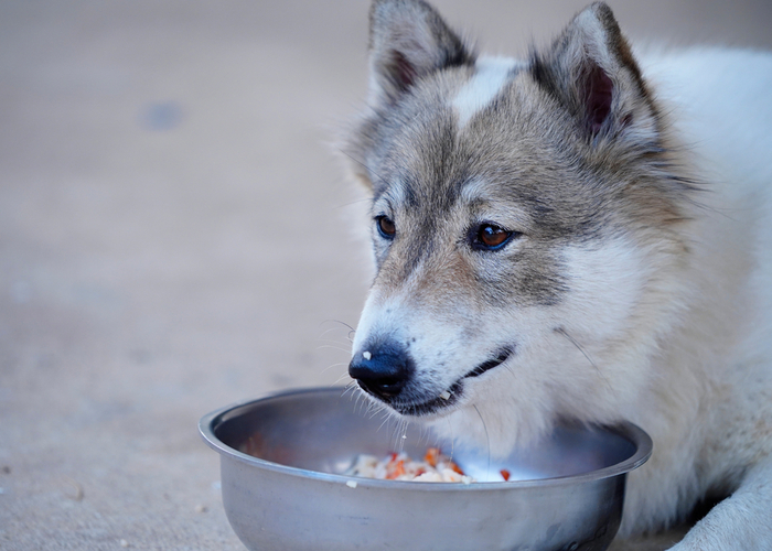 Healthy Benefits of Feeding Your Dog with Rice