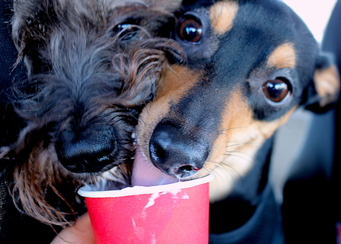 Healthy Pumpkin Puppuccino