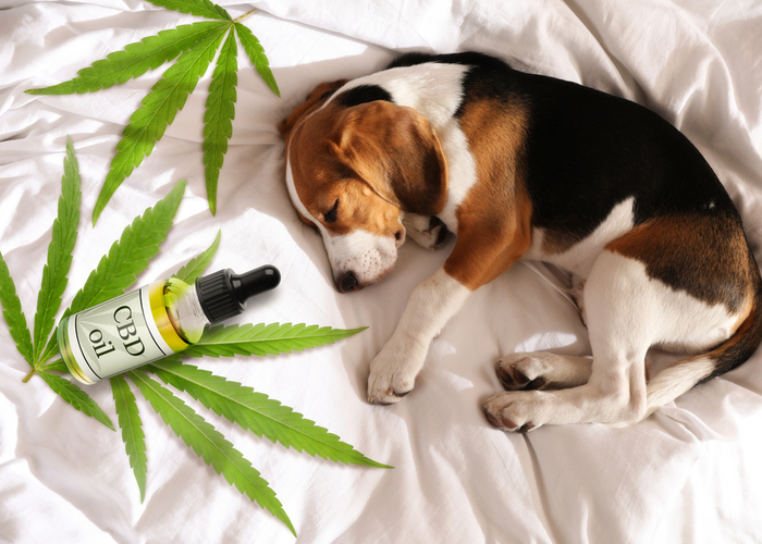 Hemp for Dogs