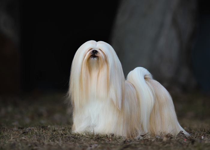 Lhasa Apso