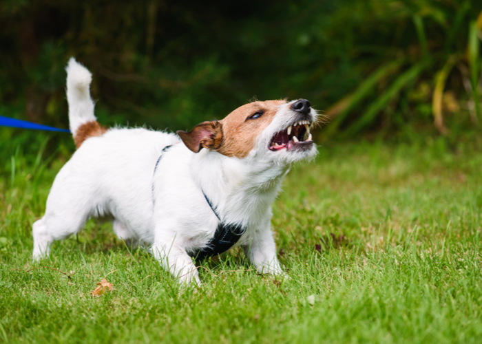 Meanest Dog Breed - Terriers