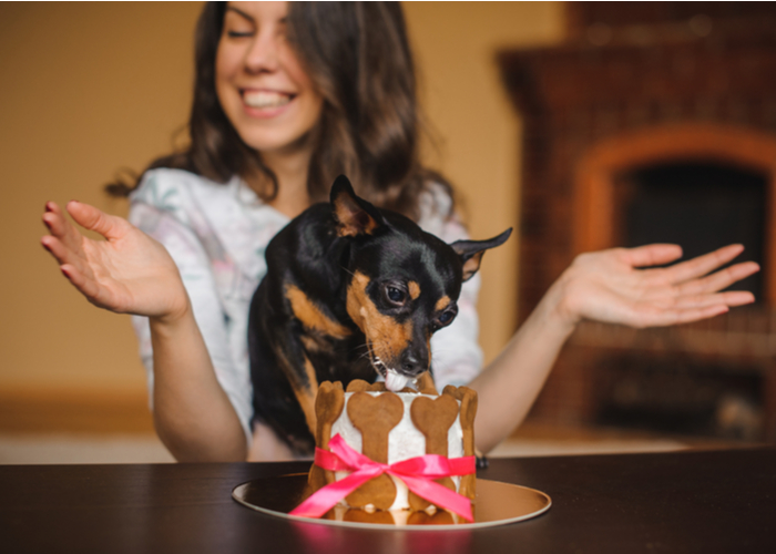 Puppy Eating Homemade Treats