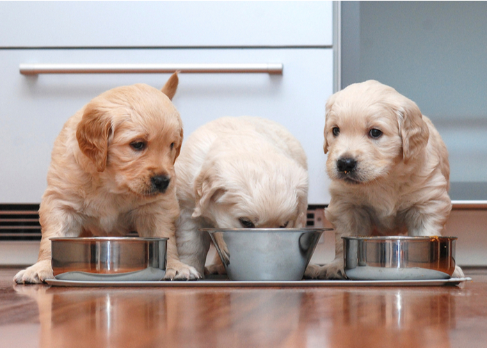 Puppy Food for Growing Puppies