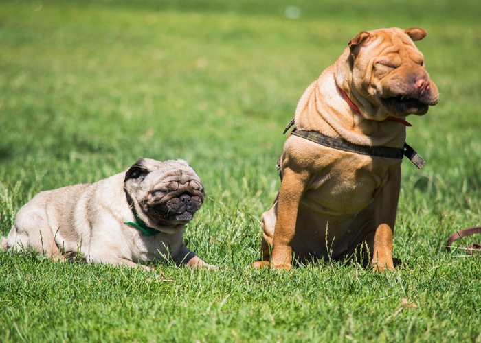 Reverse Sneezing Causes