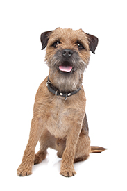 Border TerrierBorder Terrier in front of a white background