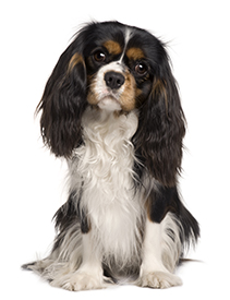 Cavalier King Charles Spaniel