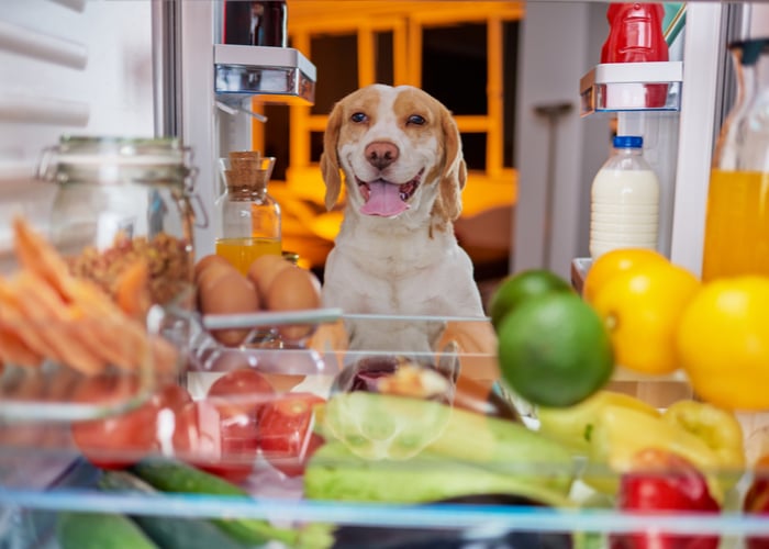 Storing Puppy Food