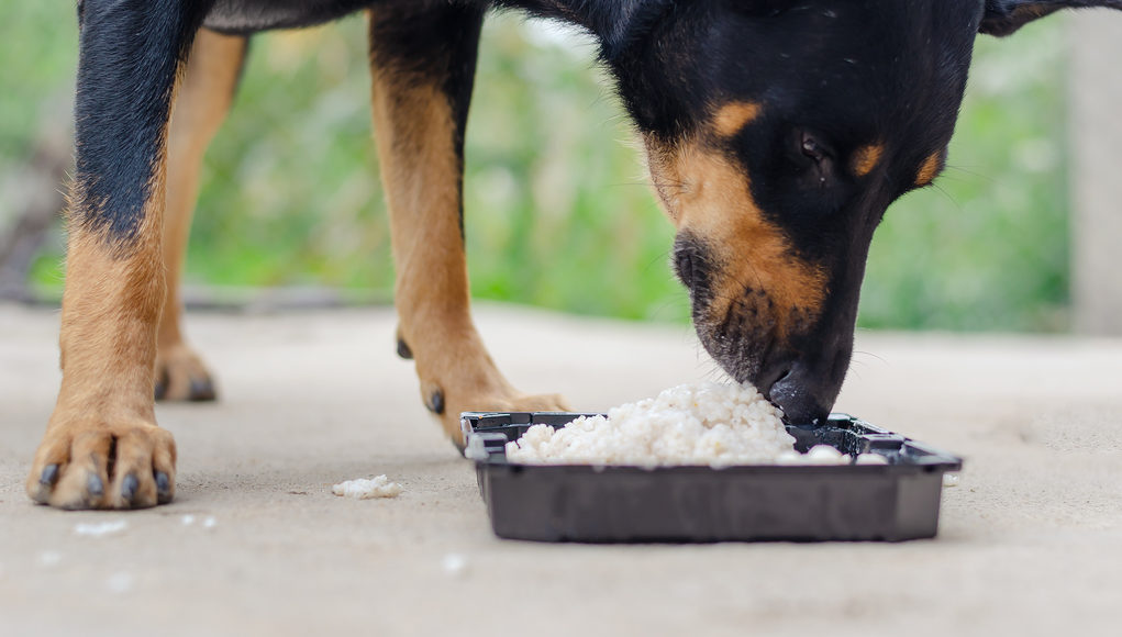 The Best Rice to Feed to Your Dog