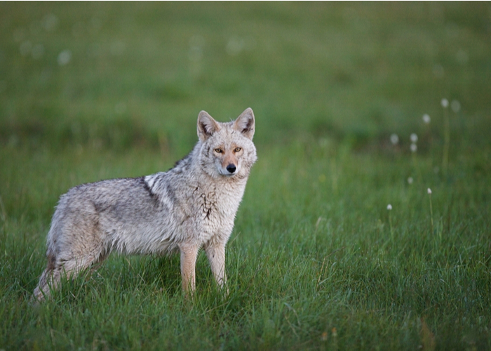 Meanest Dog Breed - Wolf Hybrids