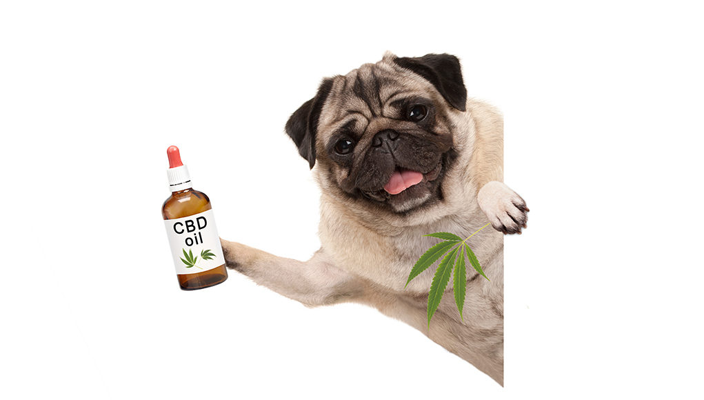 what do vets say about CBD oil for dogs