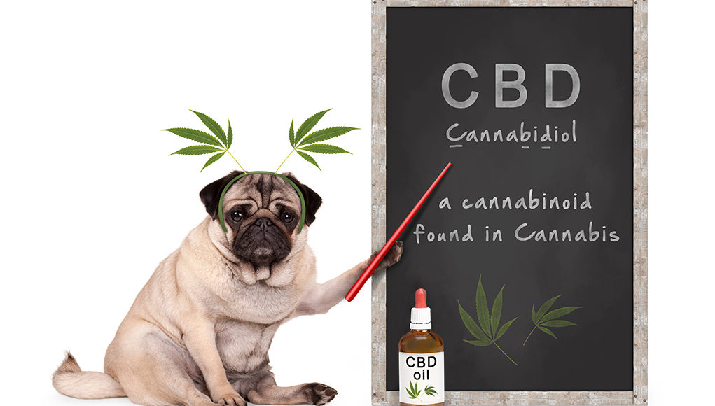 Do vets recommend CBD oil for dogs?