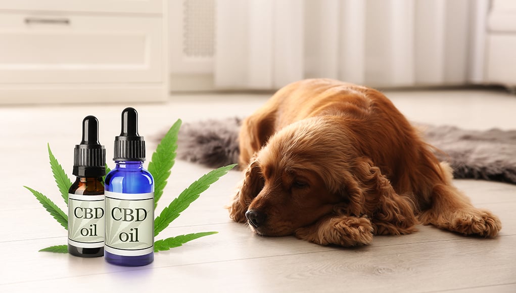 CBD dosage for dogs