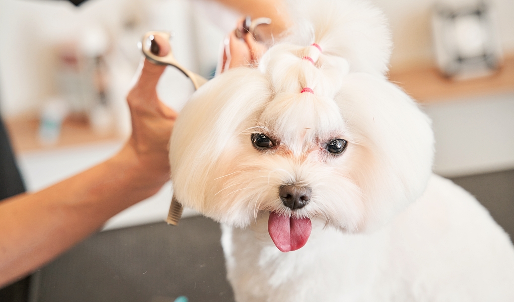 happy dog being groomed