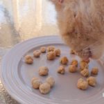 homemade cat treats