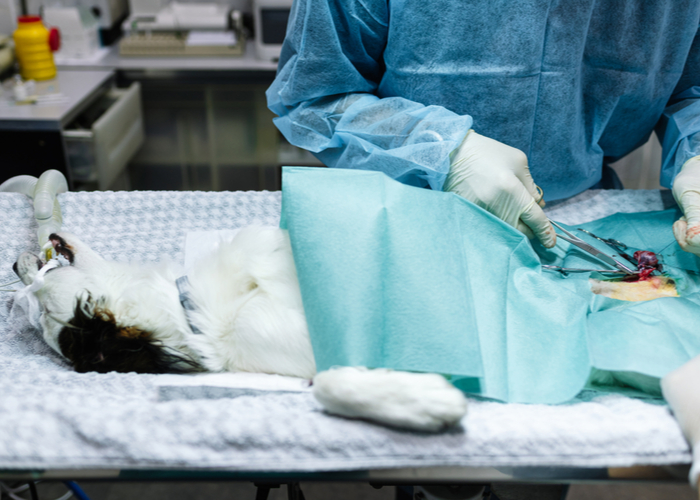 neutering a dog