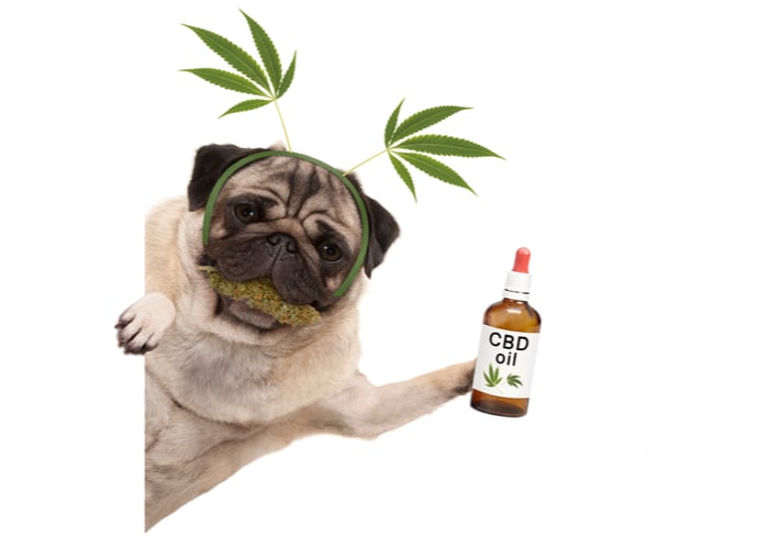 CBD Oil for Pets