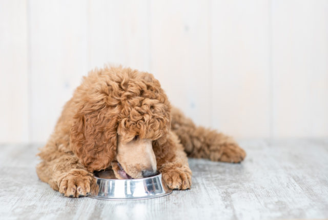 dog food for poodles