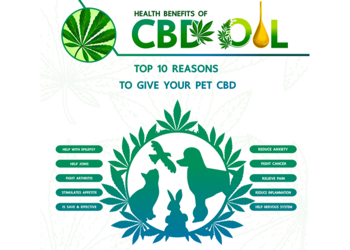 CBD for dogs can be used for many health problems