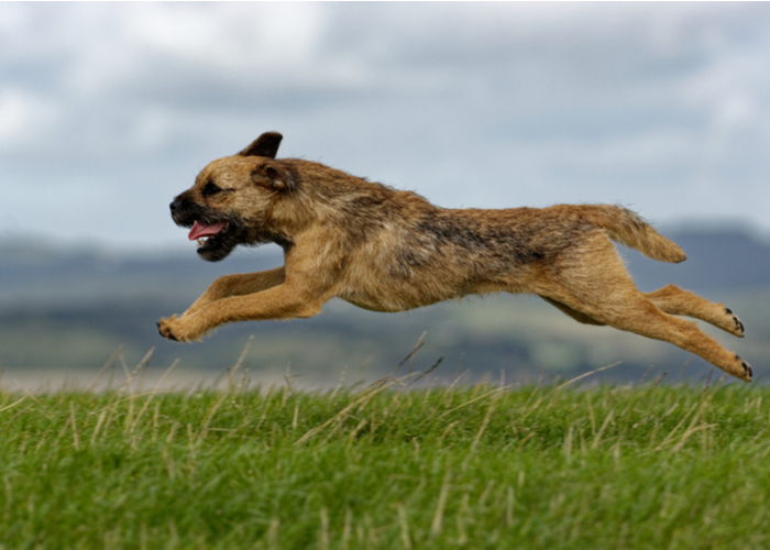 Running Border Terrier