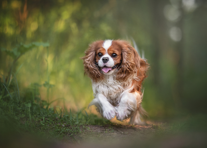 Cavalier King Charles Spaniel Running