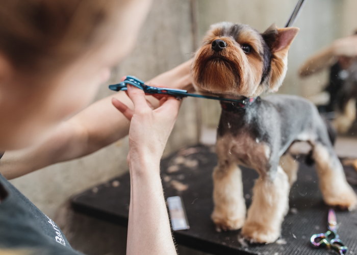 Dog Grooming