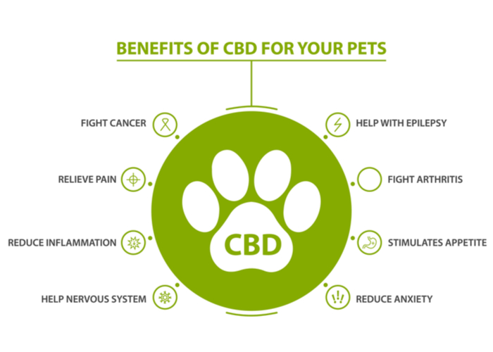 Effects of CBD for dogs