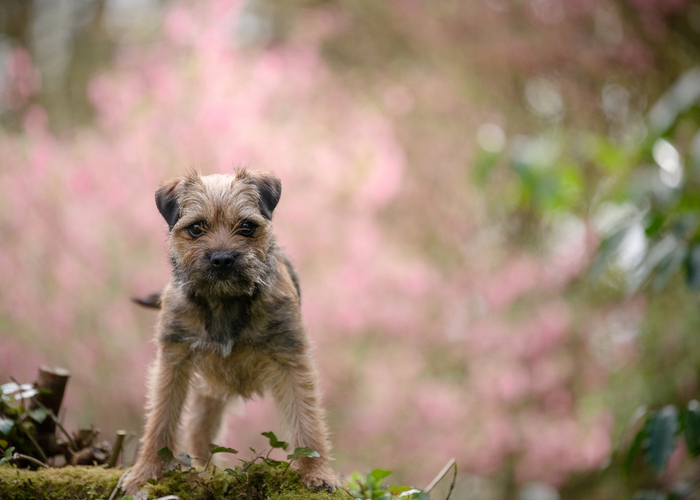 Pure Bred Border Terrier