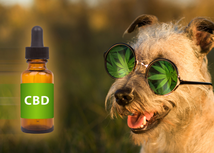 why do some vets support CBD oil for dogs