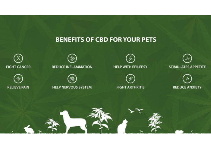 Effects of Human CBD for Dogs