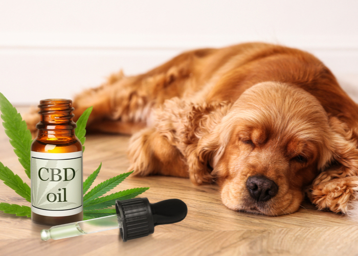 CBD Oil With Dog