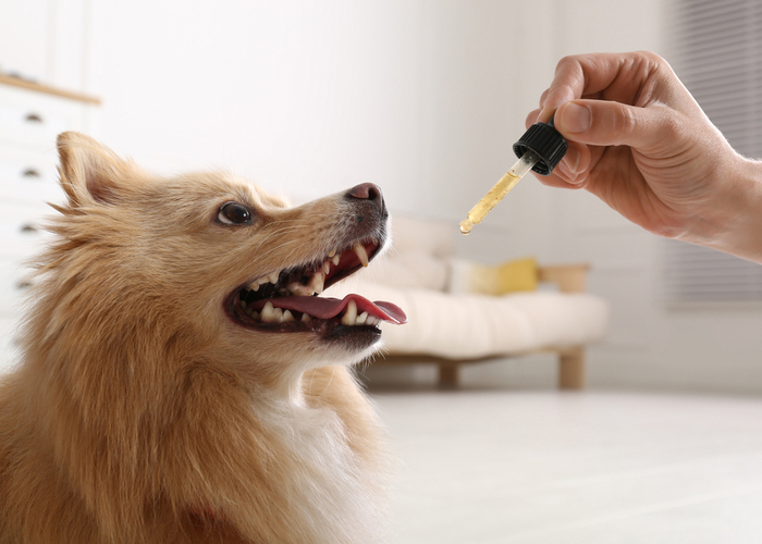 Can a vet prescribe CBD for dogs?