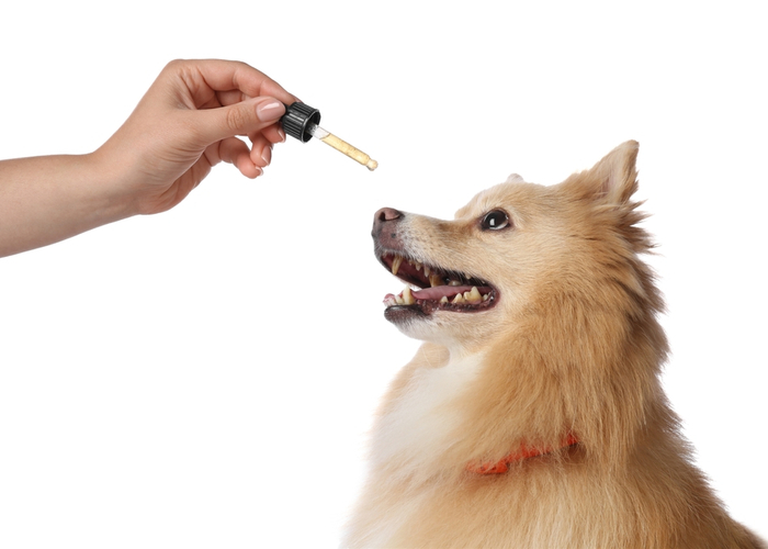 how much cbd dosage for dogs you need to give?