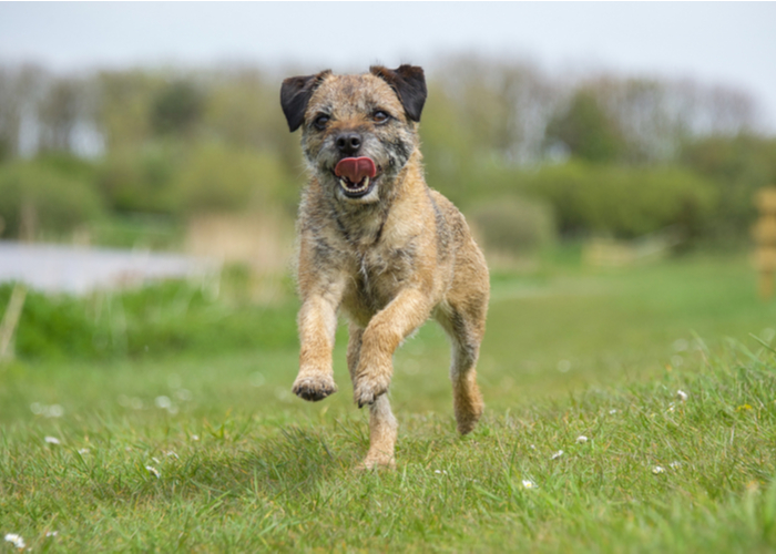 Border Terrier