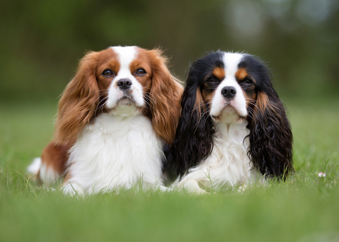 2 Cavalier King Charles Spaniel