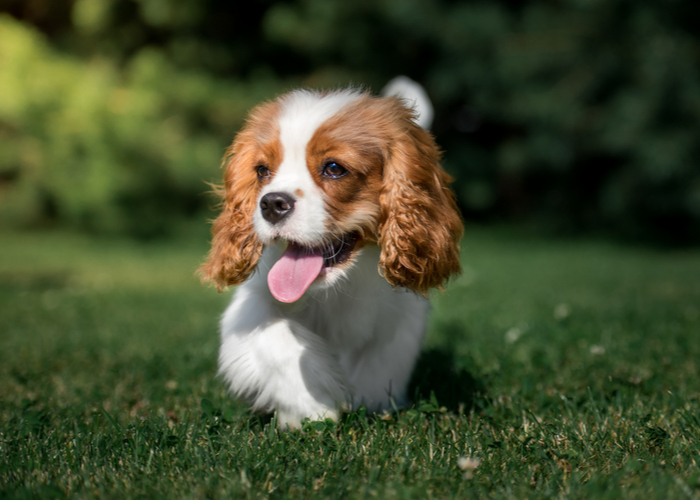 Cavalier King Charles Spaniel Close-Up