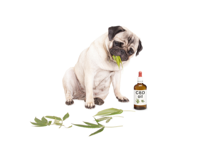 What CBD oil for dogs your vet can prescribe?