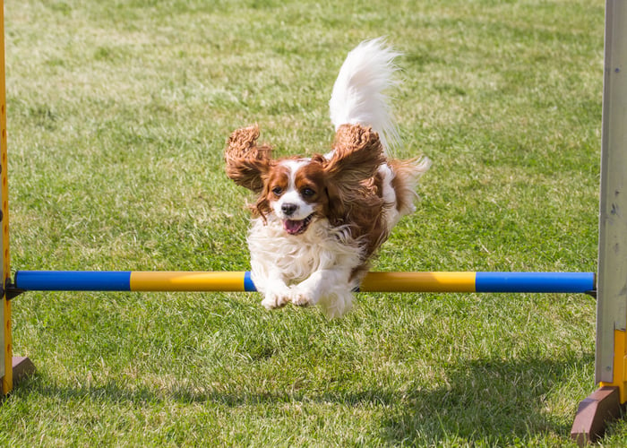 Cavalier King Charles Spaniel in Training