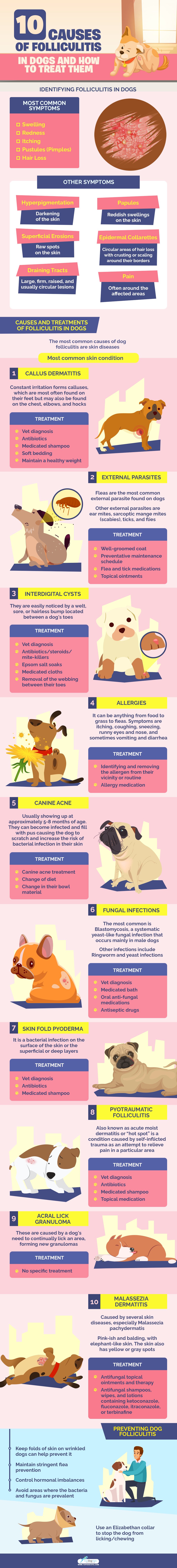 Causes of Folliculitis in Dogs