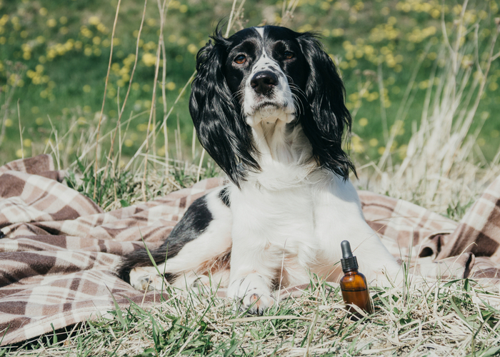 About CBD Oil for Dogs