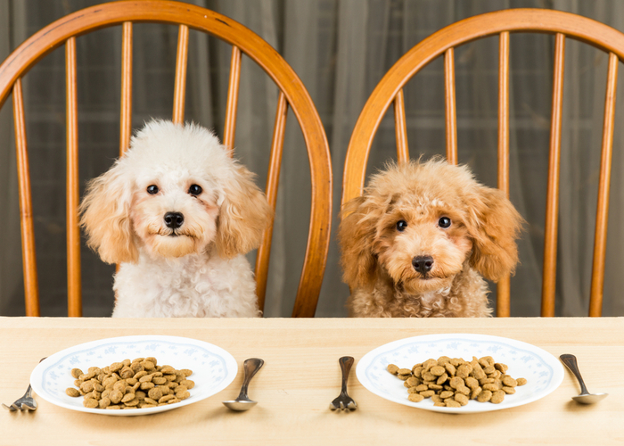 American-made Dog Food Common Questions