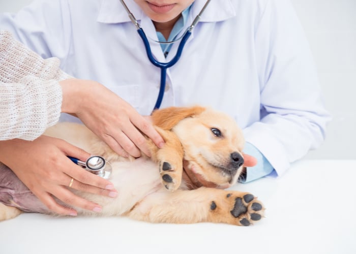 Becoming a Veterinarian