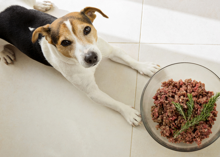 Beef and Rice for Dog Every day