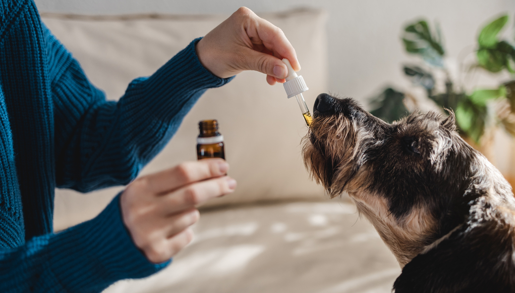 CBD Oil for Dogs